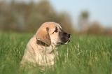 KANGAL 138